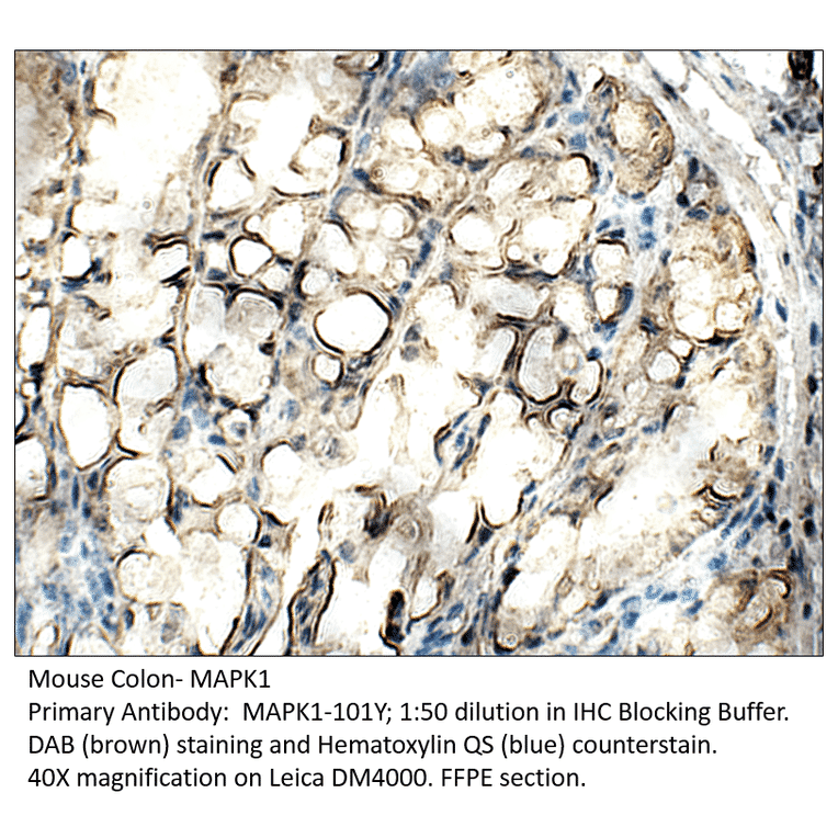 Anti-MAPK1 Antibody from FabGennix (MAPK1-101Y) - Antibodies.com