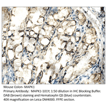Anti-MAPK1 Antibody from FabGennix (MAPK1-101Y) - Antibodies.com
