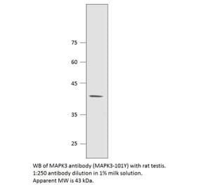 Anti-MAPK3 Antibody from FabGennix (MAPK3-101Y) - Antibodies.com