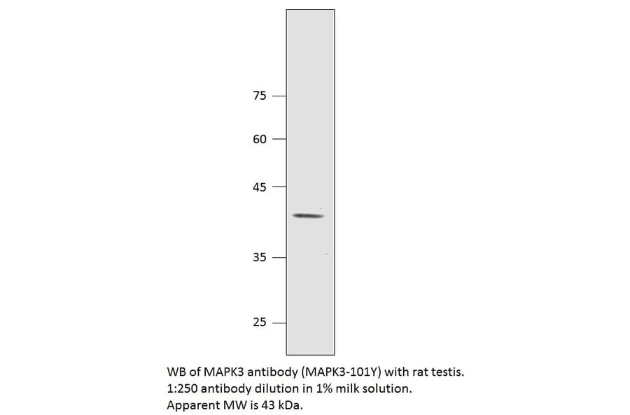 Anti-MAPK3 Antibody from FabGennix (MAPK3-101Y) - Antibodies.com