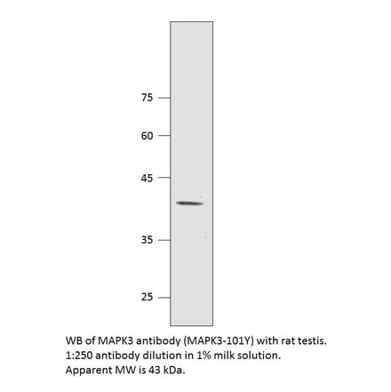 Anti-MAPK3 Antibody from FabGennix (MAPK3-101Y) - Antibodies.com