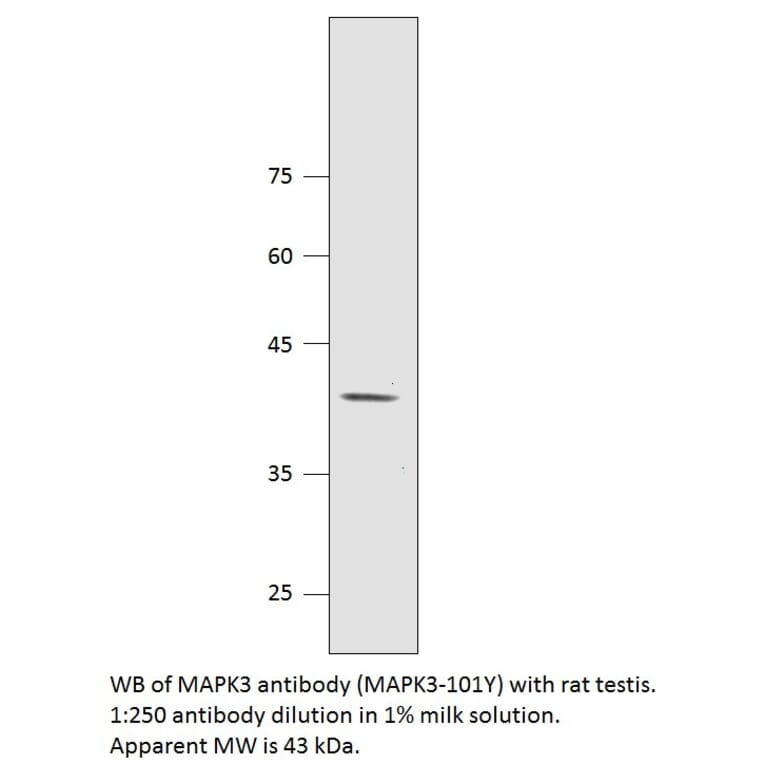 Anti-MAPK3 Antibody from FabGennix (MAPK3-101Y) - Antibodies.com