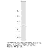 Anti-MAPK3 Antibody from FabGennix (MAPK3-101Y) - Antibodies.com
