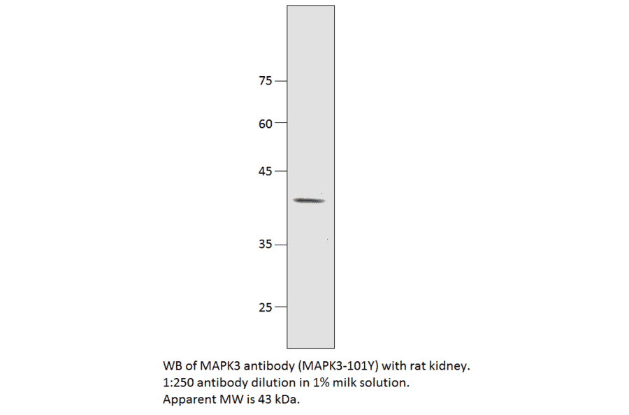 Anti-MAPK3 Antibody from FabGennix (MAPK3-101Y) - Antibodies.com