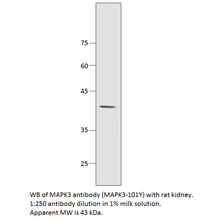 Anti-MAPK3 Antibody from FabGennix (MAPK3-101Y) - Antibodies.com