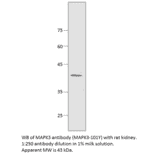 Anti-MAPK3 Antibody from FabGennix (MAPK3-101Y) - Antibodies.com