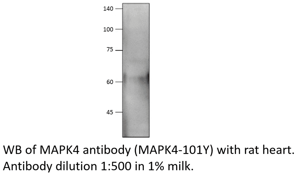 Anti-MAPK4 Antibody