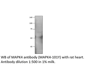 Anti-MAPK4 Antibody from FabGennix (MAPK4-101Y) - Antibodies.com