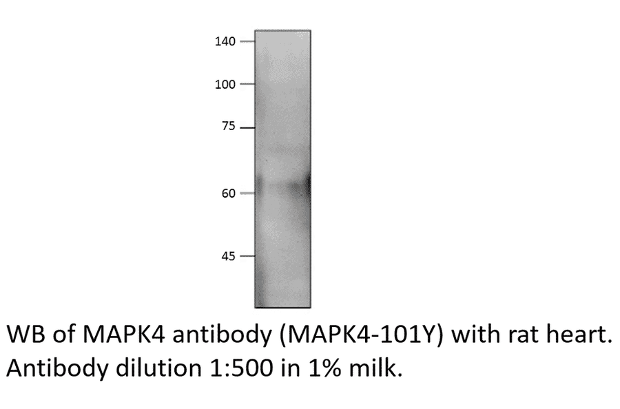 Anti-MAPK4 Antibody from FabGennix (MAPK4-101Y) - Antibodies.com