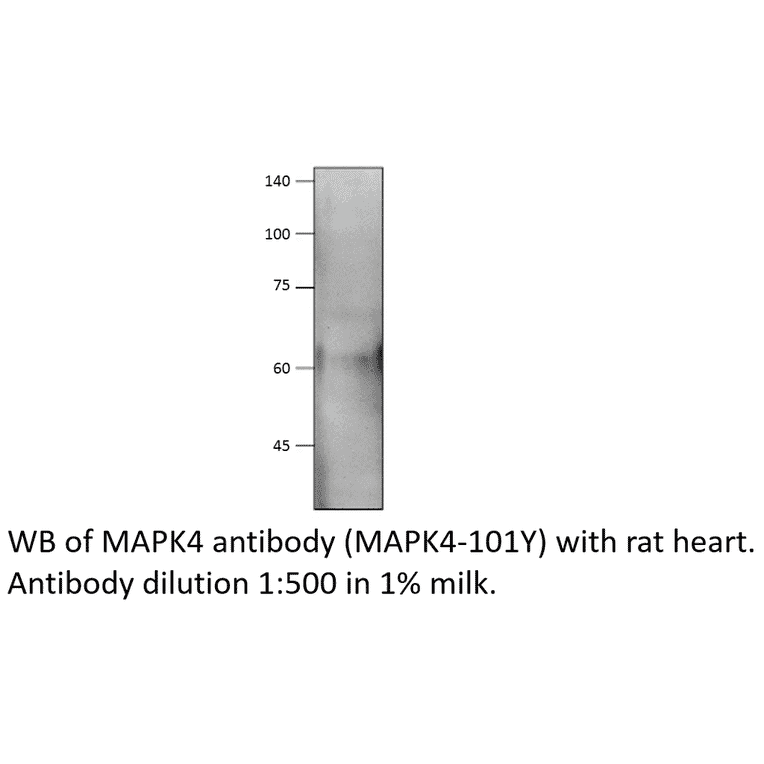 Anti-MAPK4 Antibody from FabGennix (MAPK4-101Y) - Antibodies.com