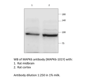 Anti-MAPK6 Antibody from FabGennix (MAPK6-101Y) - Antibodies.com