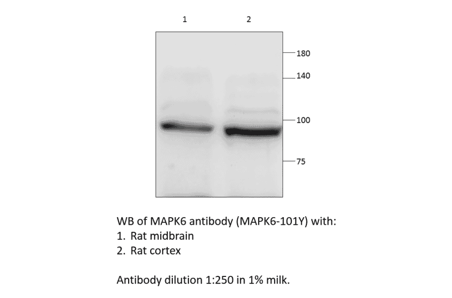 Anti-MAPK6 Antibody from FabGennix (MAPK6-101Y) - Antibodies.com
