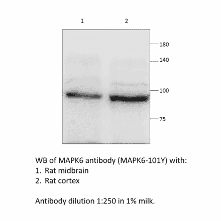 Anti-MAPK6 Antibody from FabGennix (MAPK6-101Y) - Antibodies.com