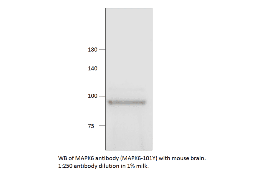 Anti-MAPK6 Antibody from FabGennix (MAPK6-101Y) - Antibodies.com