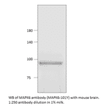 Anti-MAPK6 Antibody from FabGennix (MAPK6-101Y) - Antibodies.com