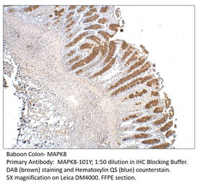 Anti-MAPK8 Antibody from FabGennix (MAPK8-101Y) - Antibodies.com