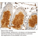 Anti-MAPK8 Antibody from FabGennix (MAPK8-101Y) - Antibodies.com