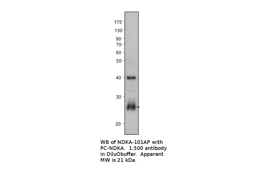 Anti-NM23A Antibody from FabGennix (NDKA-101AP) - Antibodies.com