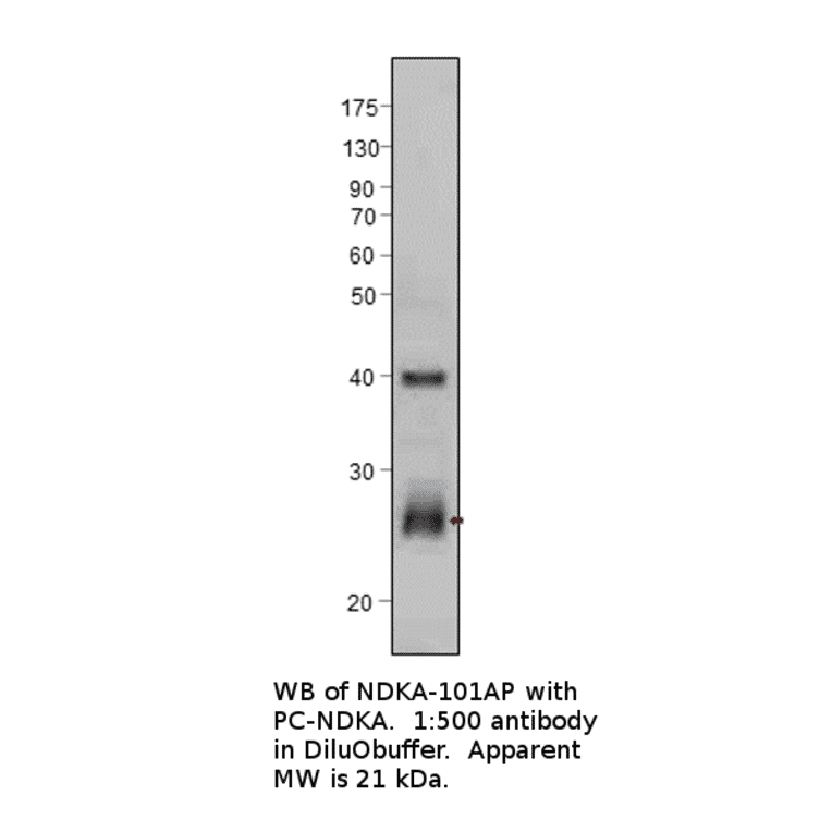 Anti-NM23A Antibody from FabGennix (NDKA-101AP) - Antibodies.com