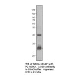 Anti-NM23A Antibody from FabGennix (NDKA-101AP) - Antibodies.com