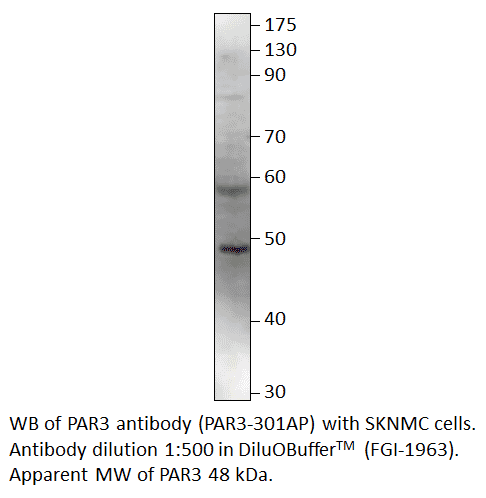 Anti-PARD3 Antibody