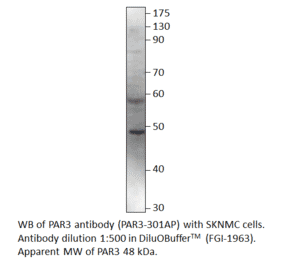 Anti-PARD3 Antibody from FabGennix (PAR3-301AP) - Antibodies.com