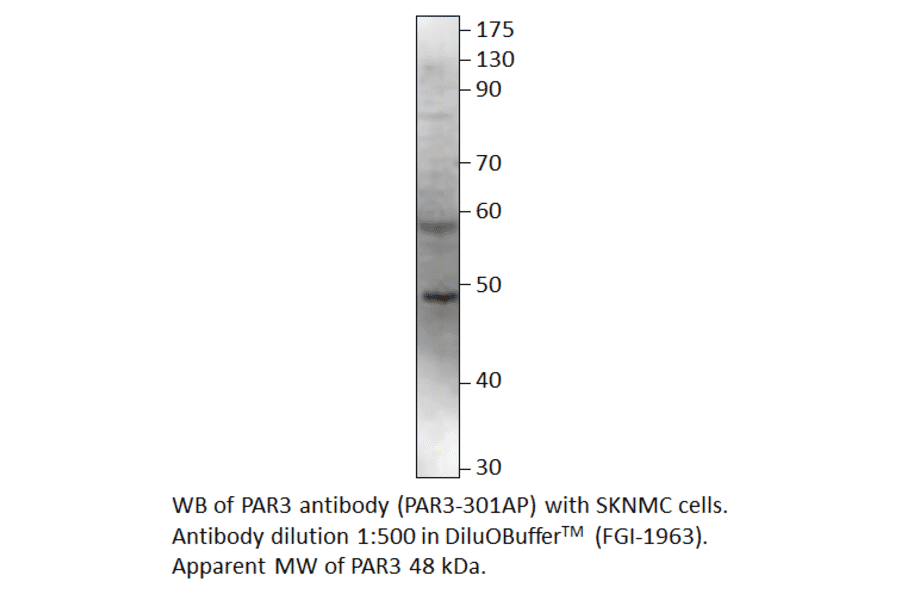 Anti-PARD3 Antibody from FabGennix (PAR3-301AP) - Antibodies.com