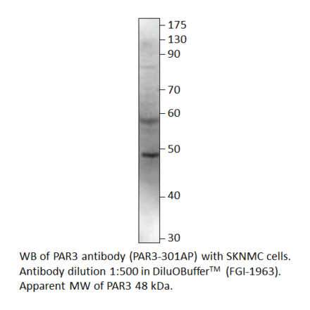 Anti-PARD3 Antibody from FabGennix (PAR3-301AP) - Antibodies.com