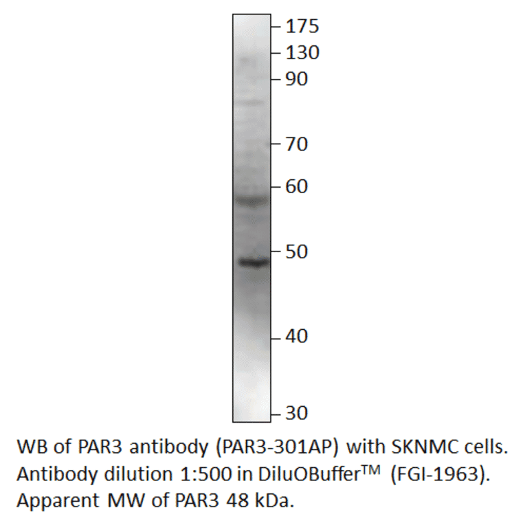 Anti-PARD3 Antibody from FabGennix (PAR3-301AP) - Antibodies.com