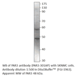 Anti-PARD3 Antibody from FabGennix (PAR3-301AP) - Antibodies.com