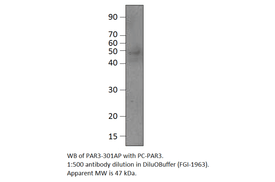 Anti-PARD3 Antibody from FabGennix (PAR3-301AP) - Antibodies.com