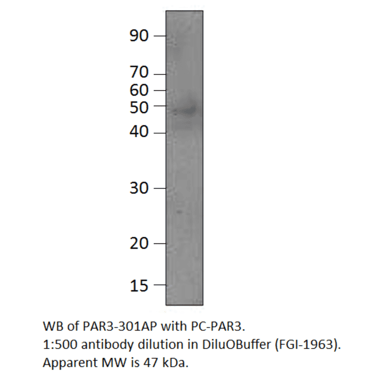 Anti-PARD3 Antibody from FabGennix (PAR3-301AP) - Antibodies.com