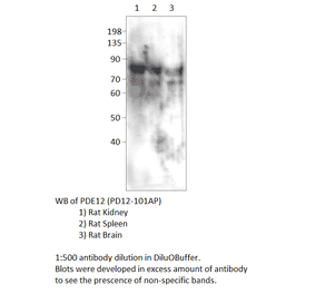 Anti-PDE12 Antibody from FabGennix (PD12-101AP) - Antibodies.com