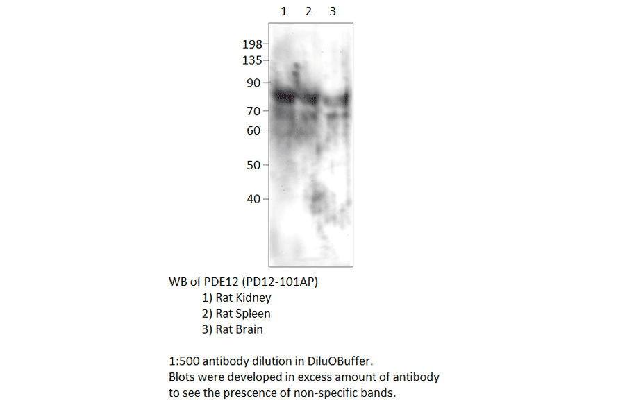 Anti-PDE12 Antibody from FabGennix (PD12-101AP) - Antibodies.com