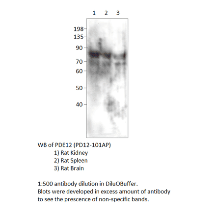 Anti-PDE12 Antibody from FabGennix (PD12-101AP) - Antibodies.com