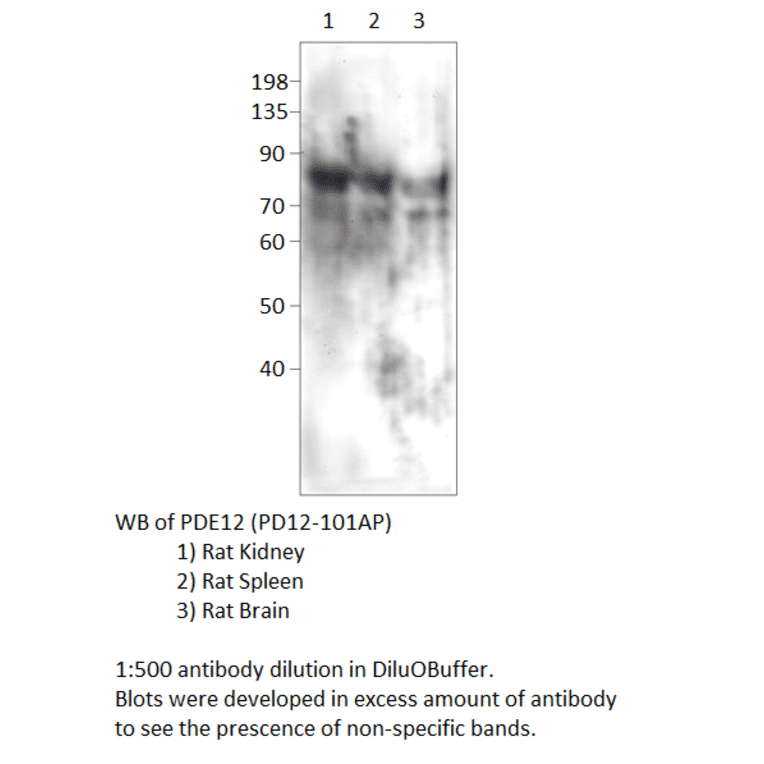 Anti-PDE12 Antibody from FabGennix (PD12-101AP) - Antibodies.com