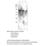 Anti-PDE12 Antibody from FabGennix (PD12-101AP) - Antibodies.com