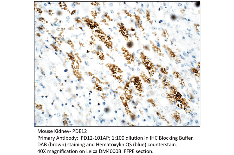 Anti-PDE12 Antibody from FabGennix (PD12-101AP) - Antibodies.com
