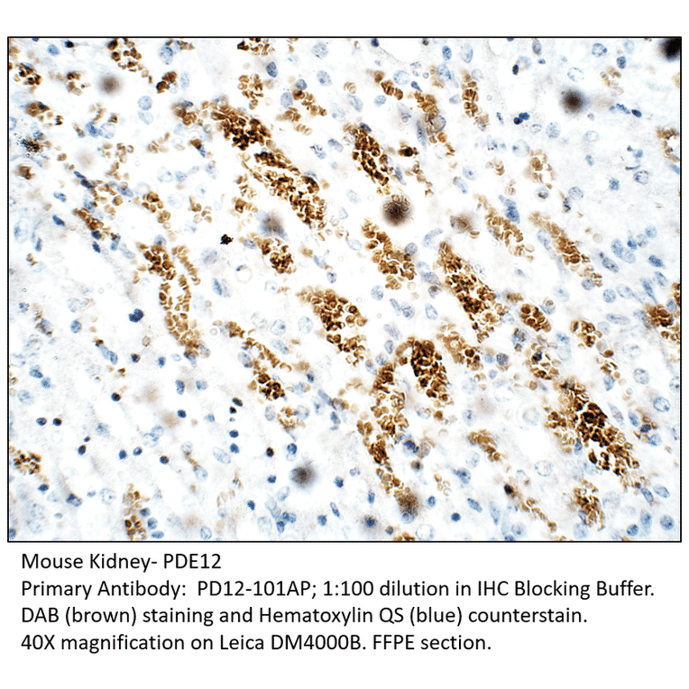 Anti-PDE12 Antibody from FabGennix (PD12-101AP) - Antibodies.com