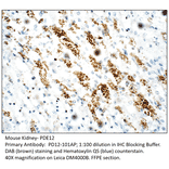 Anti-PDE12 Antibody from FabGennix (PD12-101AP) - Antibodies.com