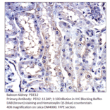 Anti-PDE12 Antibody from FabGennix (PD12-112AP) - Antibodies.com