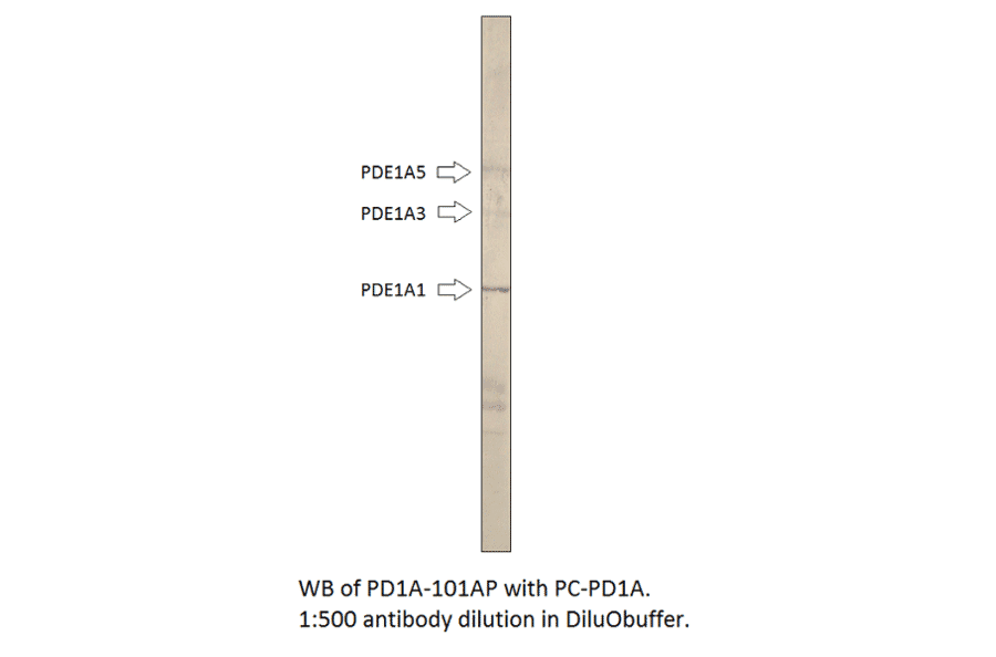 Anti-PDE1A Antibody from FabGennix (PD1A-101AP) - Antibodies.com