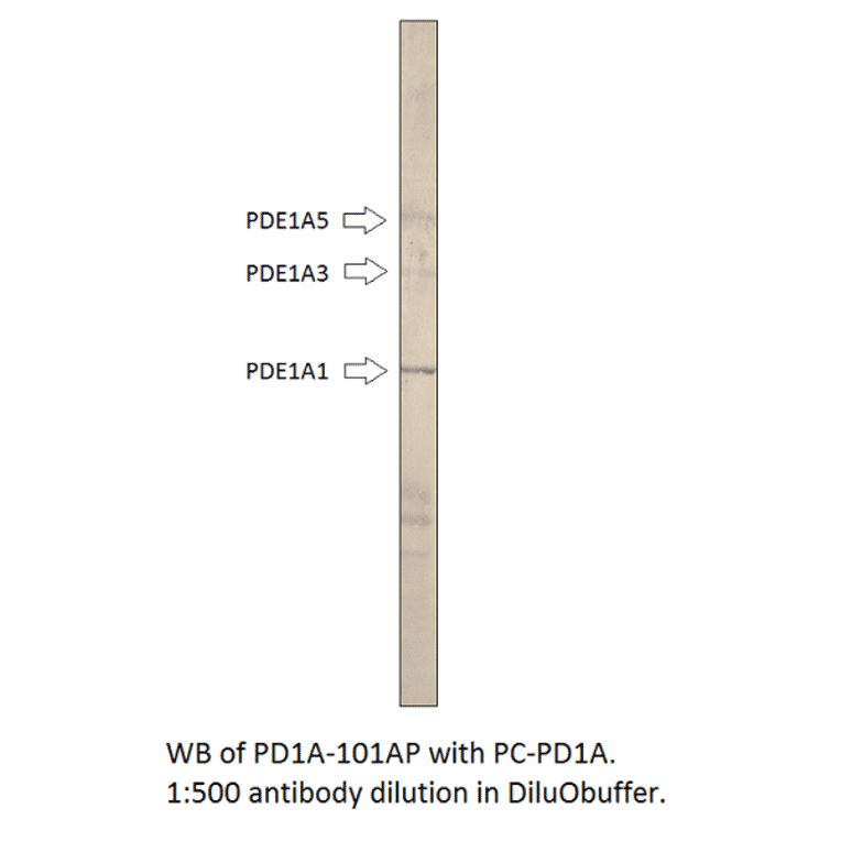 Anti-PDE1A Antibody from FabGennix (PD1A-101AP) - Antibodies.com