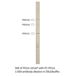 Anti-PDE1A Antibody from FabGennix (PD1A-101AP) - Antibodies.com