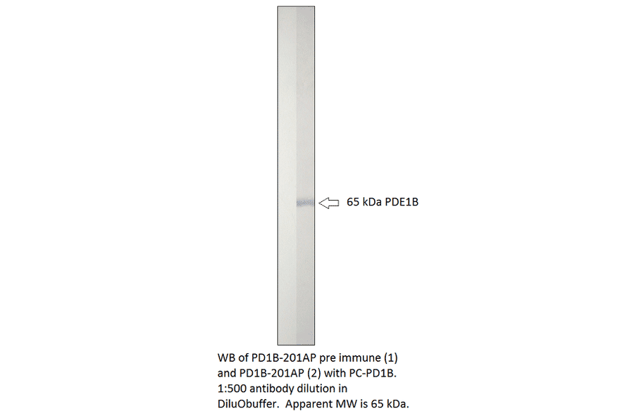 Anti-PDE1B Antibody from FabGennix (PD1B-201AP) - Antibodies.com