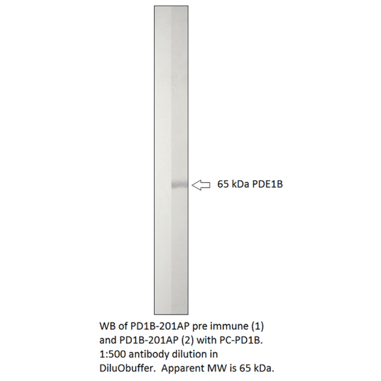 Anti-PDE1B Antibody from FabGennix (PD1B-201AP) - Antibodies.com
