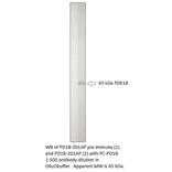 Anti-PDE1B Antibody from FabGennix (PD1B-201AP) - Antibodies.com