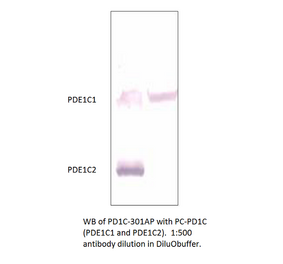 Anti-PDE1C Antibody from FabGennix (PD1C-301AP) - Antibodies.com