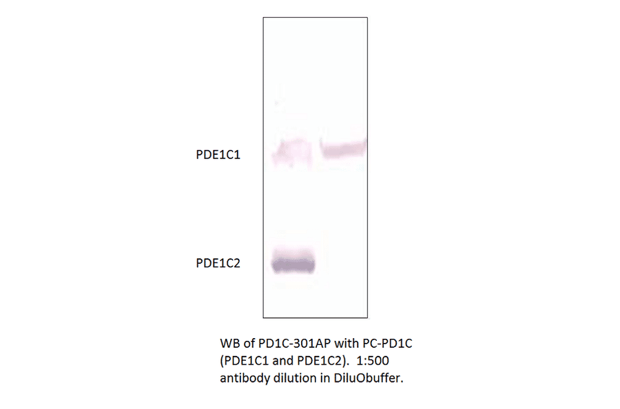 Anti-PDE1C Antibody from FabGennix (PD1C-301AP) - Antibodies.com