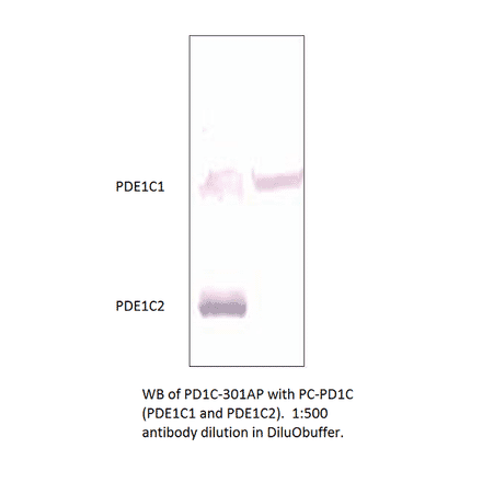Anti-PDE1C Antibody from FabGennix (PD1C-301AP) - Antibodies.com